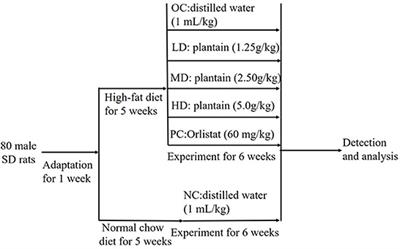 Plantain flour: A potential anti-obesity ingredient for intestinal flora regulation and improved hormone secretion